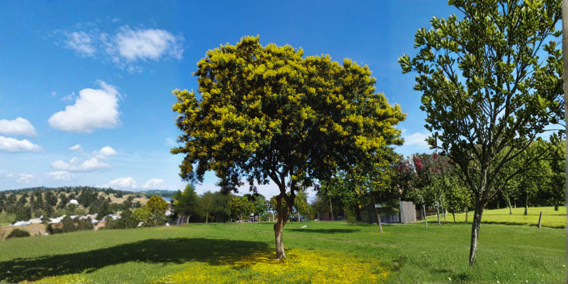 Avanço na conservação internacional do pau-brasil
