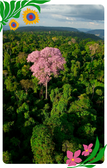 Fotografia aérea de uma vasta floresta tropical verde, destacando uma grande árvore de flores cor-de-rosa no centro da paisagem, com o céu parcialmente nublado ao fundo e bordas decoradas com ilustrações de folhas verdes no topo, girassóis amarelos à esquerda e flores cor-de-rosa na base.