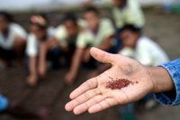 Informes do PNAE trazem novidades sobre as compras da agricultura familiar para a alimentação escolar