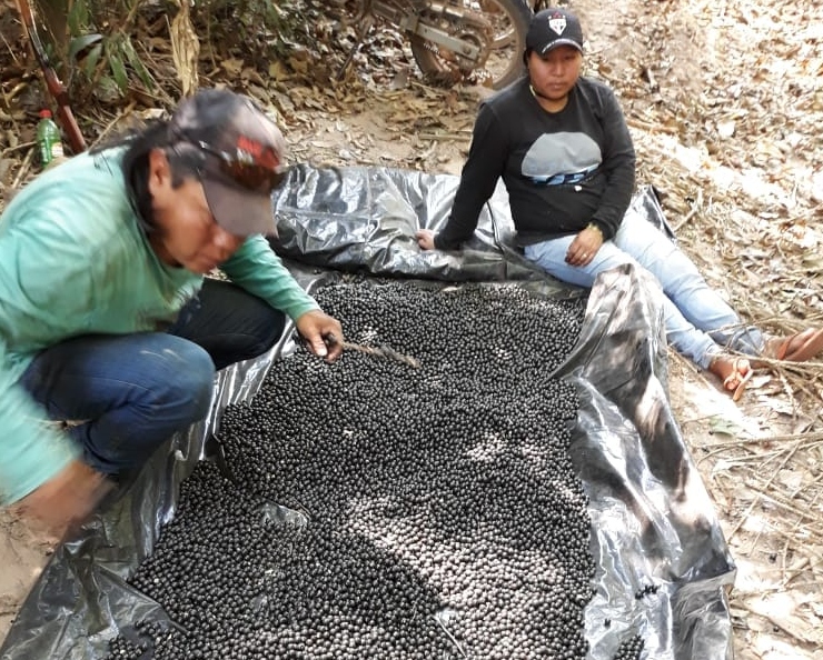 coleta acai kwaza   3 ed