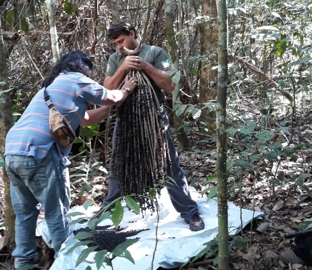 coleta acai kwaza   4 ed b