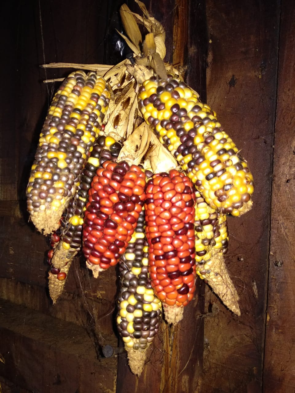 MILHO GUARANI A