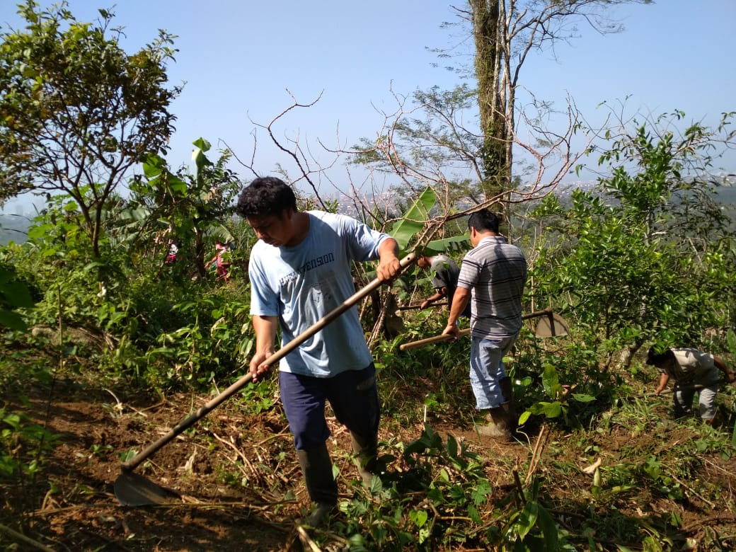 plantacao