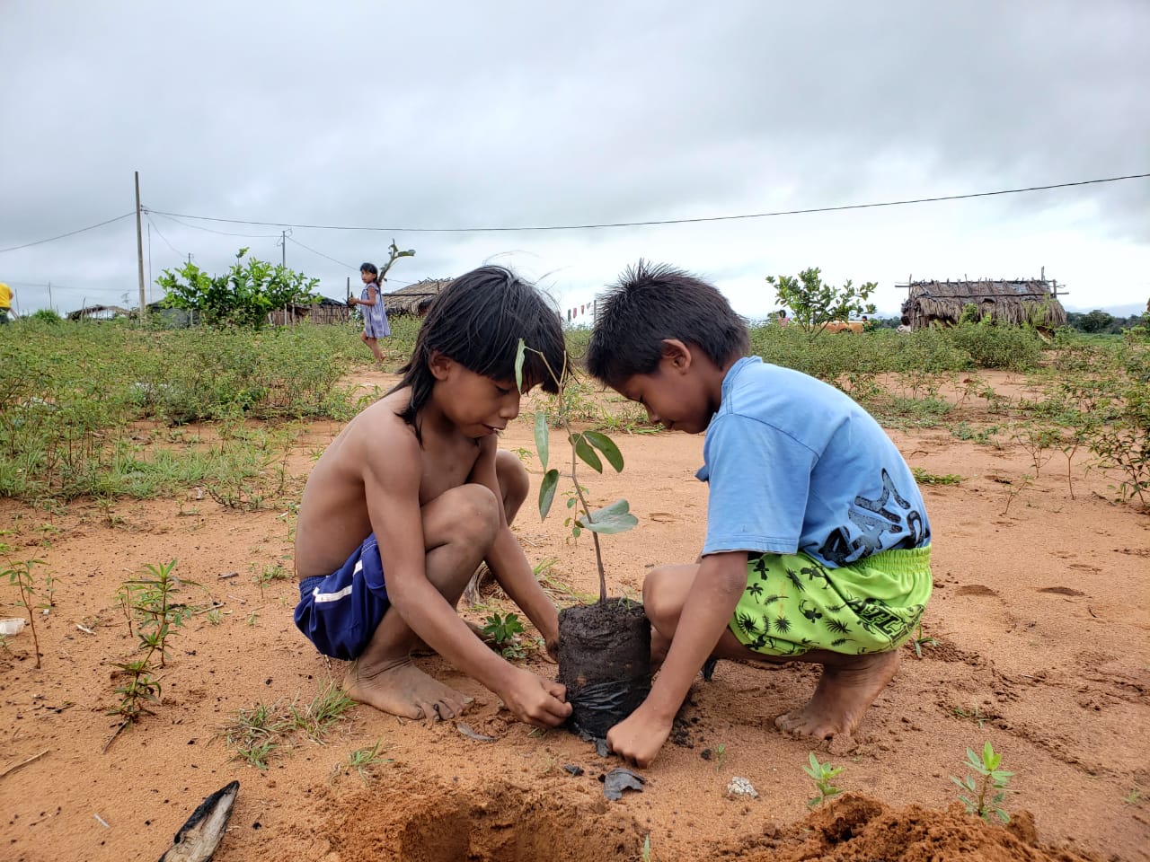 xavante plantacao de mudas. glinia nascimento 1