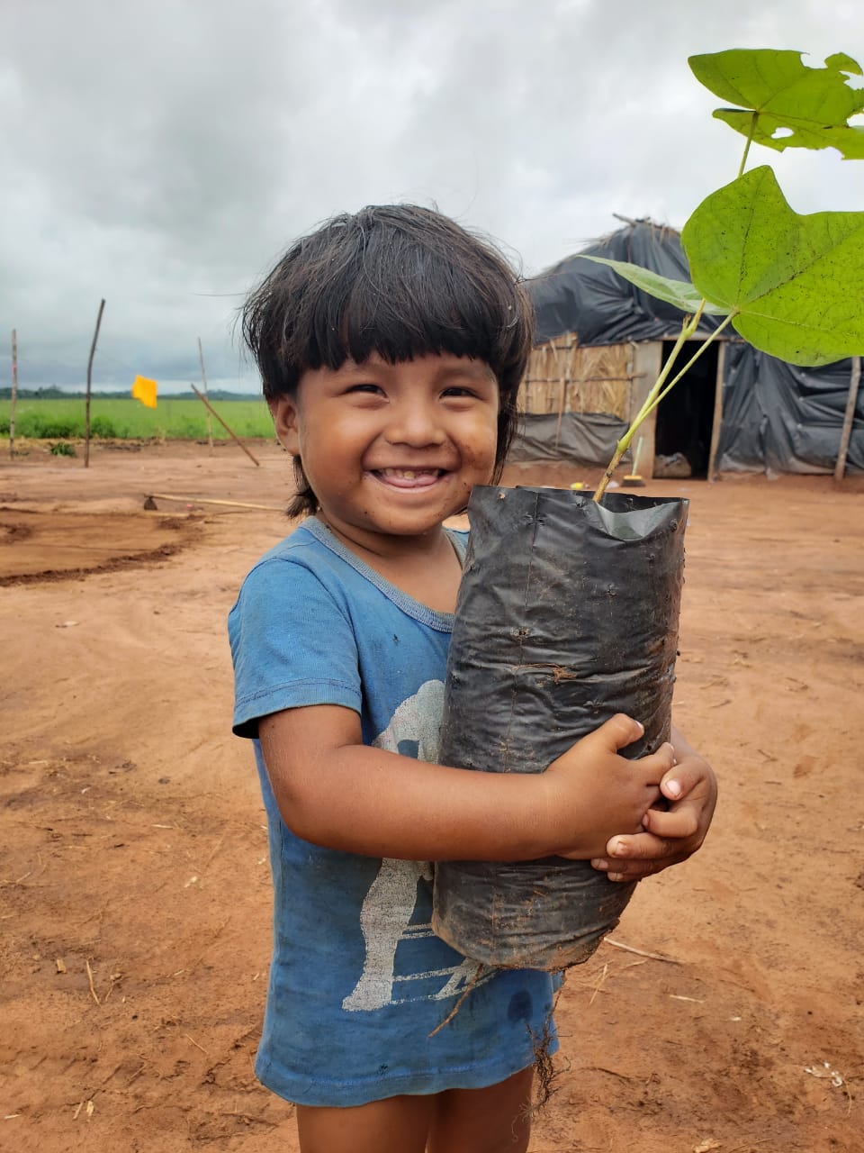 xavante plantacao de mudas. glinia nascimento 4