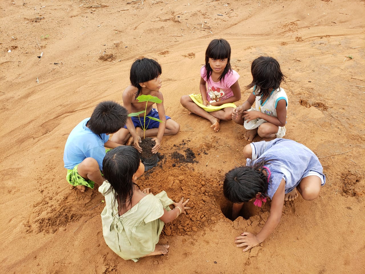 xavante plantacao de mudas. glinia nascimento 5