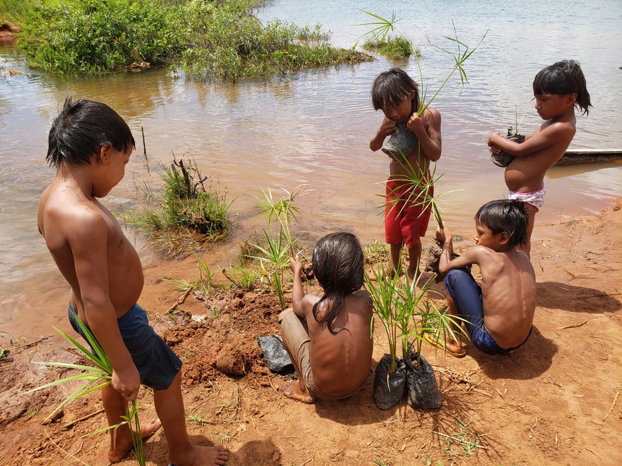 xavante plantacao de mudas. glinia nascimento 6