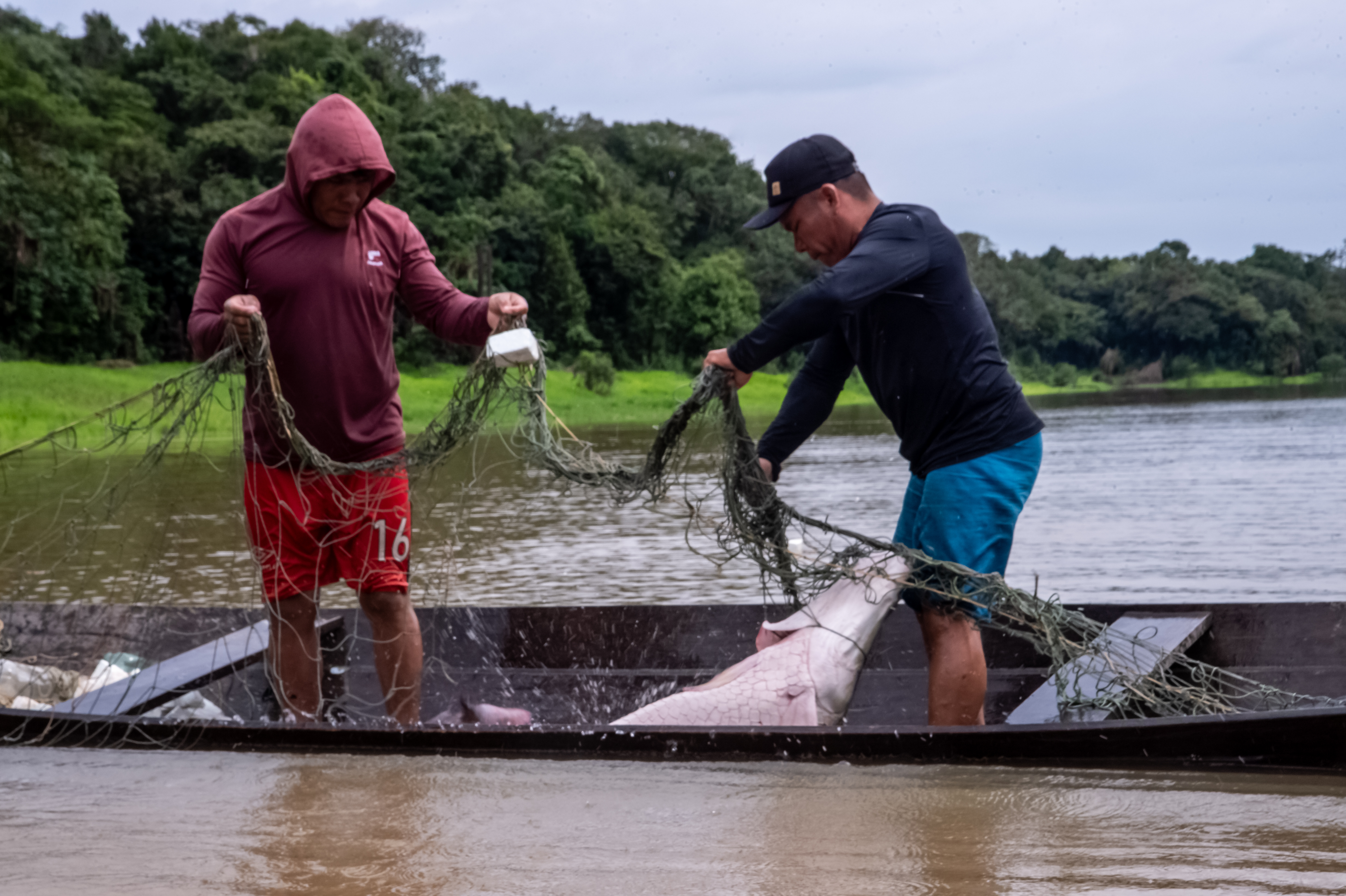 Apurina Manejo Pirarucu TI Itixi Mitari (AM)  Mario Vilela FUNAI-41