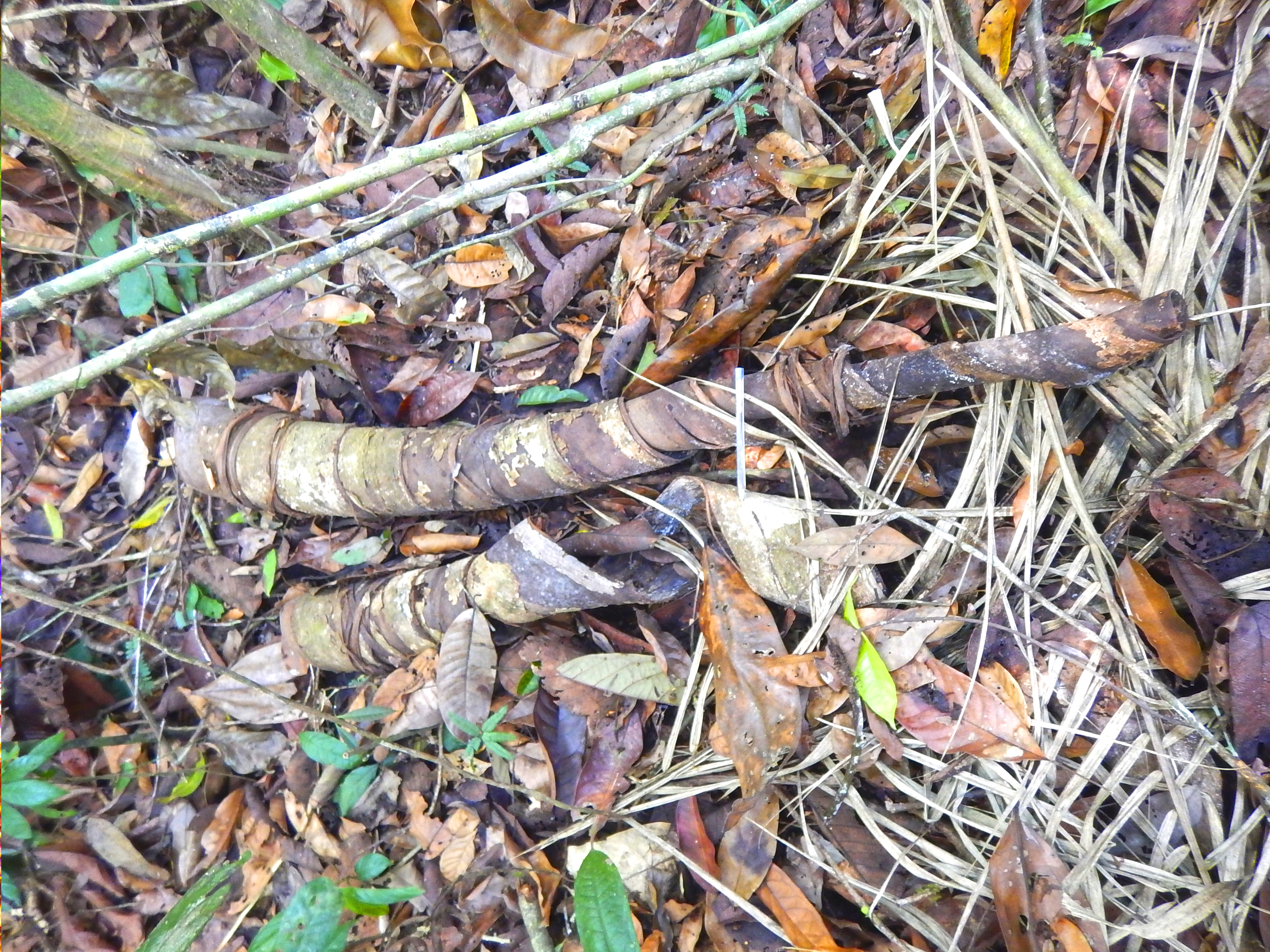 materia vale javari5