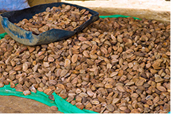 2013-08-30-castanha-nota