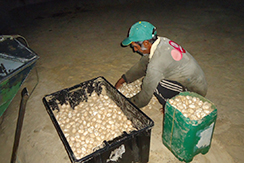 2013-09-06-pirarucu-nota1