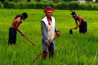 Com apoio da Funai, projeto de incentivo à agricultura familiar e indígena é lançado em Roraima