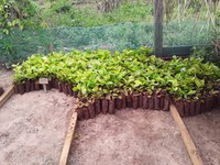 Com apoio da Funai, Unidade de Referência Tecnológica do Café é implementada em aldeia do Mato Grosso