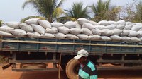 Em Rondônia, produtores indígenas de café especial colhem 680 sacas do produto