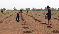 Povo Haliti Paresi inicia cultivo de mandioca; produção pode chegar a 2 mil toneladas em 2021