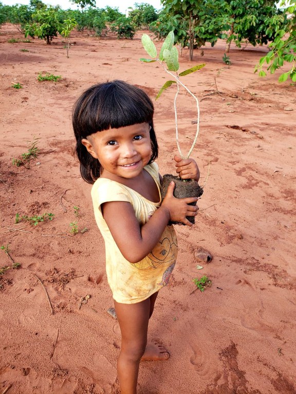 plantação de mudas no MT