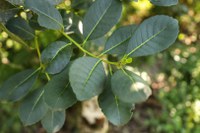 Funai autoriza exportação de erva-mate cultivada em Terras Indígenas no Paraná