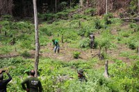 Funai participa de operação de combate a ilícito em Terra Indígena no Maranhão
