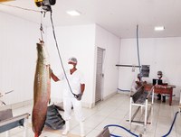 Povo Paumari do Sul do Amazonas realiza a oitava pesca manejada do pirarucu