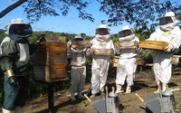 Povo Tupinambá investe em produção de mel no Sul da Bahia