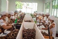 Produtores indígenas de Rondônia geram renda com a venda de castanha-do-Brasil