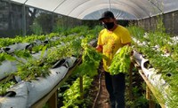 Aldeia Kaingang do RS recebe apoio da Funai para cultivo de hortaliças e morangos