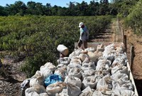 Com apoio da Funai, indígenas fornecem nova remessa de café para empresa parceira em RO