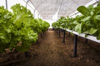 Com apoio da Funai, indígenas Xavante participam de curso de olericultura no Mato Grosso
