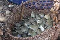 Com apoio da Funai, iniciativa garante conservação de quelônios em Terra Indígena do Amazonas