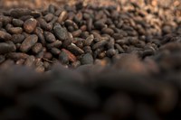 Com apoio técnico da Funai, indígenas Paiter Suruí investem em produção de chocolate artesanal