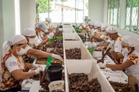 Funai fornece apoio logístico para escoamento da produção indígena de castanha em Rondônia