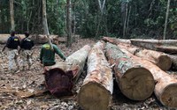 Funai participa de operação de combate ao desmatamento em Terras Indígenas do AM e RO