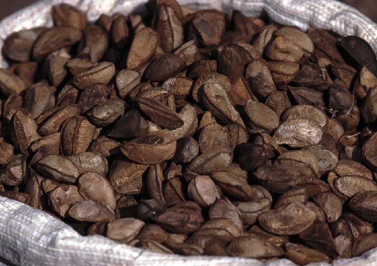 Serge Guiraud » Funai (18).jpg