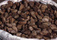 Castanha-da-Amazônia produzida por indígenas de RO e MT conquista mercado internacional