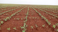 Indígenas Paresi, Nambikwara e Manoki iniciam plantio da safra de soja  convencional no Mato Grosso