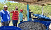 Na Paraíba, produção de camarão da etnia Potiguara recebe apoio da Funai