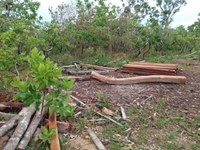 No Mato Grosso, Funai participa de operação para combate à extração ilegal de madeira