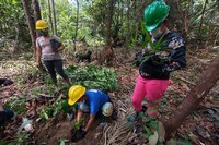 Indígenas atuam na recuperação de espécies de plantas medicinais e árvores da Amazônia