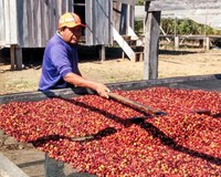 Áreas de cultivo de café da etnia Paiter Suruí fazem parte de rota turística em Rondônia