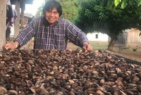 Em parceria com a Funai, indígenas Zoró colhem 58 toneladas de castanha-da-Amazônia