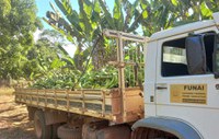 Em Rondônia, Funai apoia produção de banana da etnia Paiter Suruí