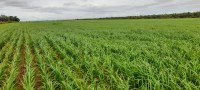 Funai apoia plantio mecanizado de arroz em Terra Indígena do Mato Grosso