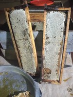 Funai apoia projeto de apicultura na Terra Indígena Nioaque, no Mato Grosso do Sul