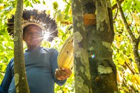 Série Especial: Com apoio da Funai, produção de cacau dos Paiter-Suruí segue rumo à primeira fábrica de chocolate indígena do país