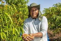 Série Especial: Com apoio da Funai, produção de café indígena se consolida em Rondônia