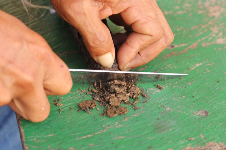 Figura 20 - Paulo Kaba inicia o preparo do tabaco Munduruku. Foto Anderson Moreira.jpg