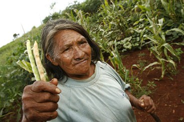 India Guarani Kaiowá_ Roça_22.02.08_Foto Mário Vilela_FUNAI.jpg