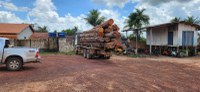 Madeira ilegal é apreendida nas imediações da Terra Indígena Alto Rio Guamá