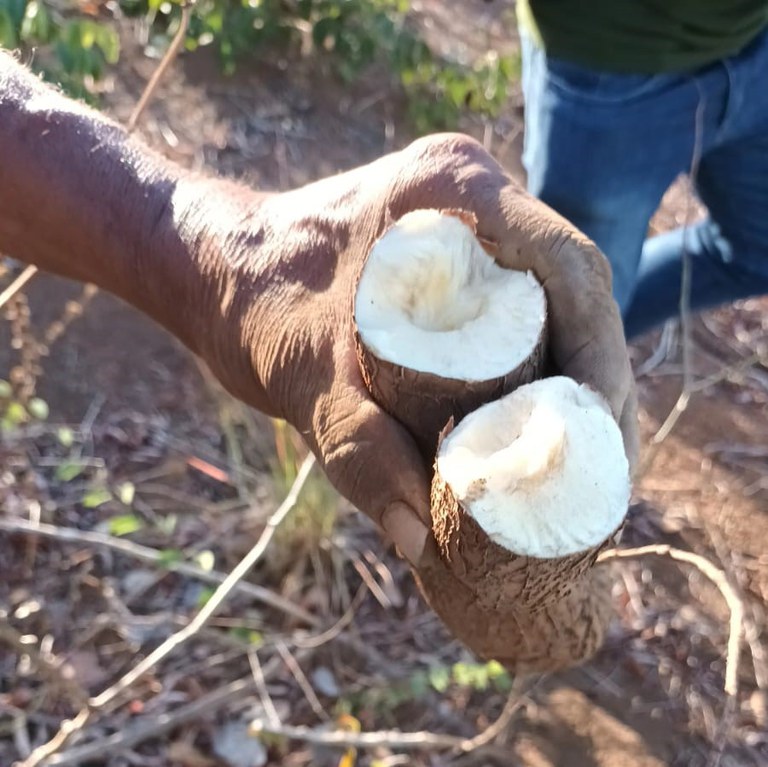 0 - Ação levantamento roças 01.jpeg