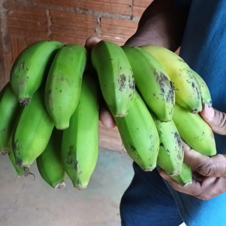 0 - Ação levantamento roças 03.jpeg